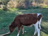 Продается телка