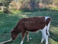 Продается телка