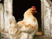 Продаю домашние большие куры