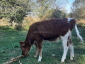 Продается телка