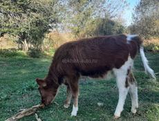 Продается телка