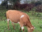 Корова стельная 