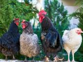 Питухи и Куры . 