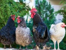 Питухи и Куры . 