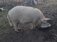 Продается свинья 