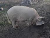 Продается свинья 