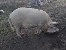 Продается свинья 