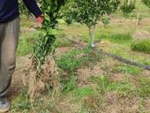 Саженцы мандарин ранний, кинкан