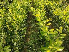 Саженцы мандарин ранний, кинкан