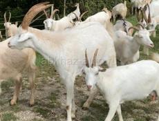 Местные козы