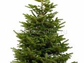 Ёлки живые на новый год