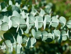 Продается эвкалипт 