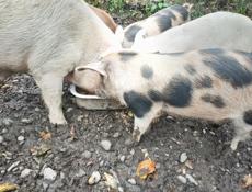 Продается поросенок девочка