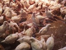 Цыплята месячные