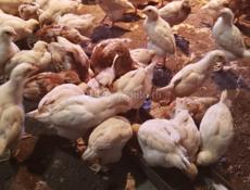 Цыплята месячные