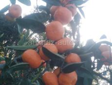 собраняй мандарин  перебраняй готовый товар продаю,цена 85 рублей