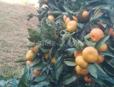 собраняй мандарин  перебраняй готовый товар продаю,цена 85 рублей