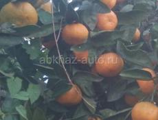 собраняй мандарин  перебраняй готовый товар продаю,цена 85 рублей