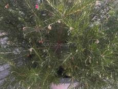 На переборку мандарин