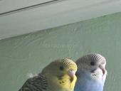 Волнистые попугаи