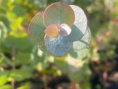 Саженцы Эвкалипта