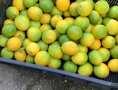 Продаю лимоны