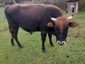 Продаю быка срочно 
