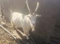 Продаётся коза