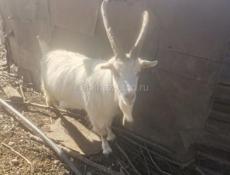 Продаётся коза