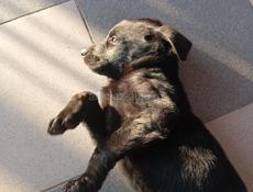 Отдою щенка в хорошие руки