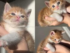 Рыжее счастье ищет дом 🌞