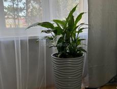 Квартира на рынке 