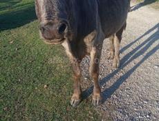 Срочно на мясо 