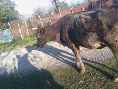 Срочно на мясо 