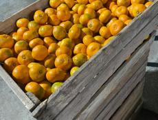 Отдам мандарины в хорошие руки 