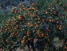 Участок на маяке