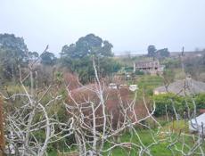 Участок возле трассы (с ветхим зданием)