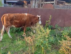 Телочка в продаже 