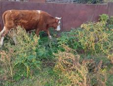 Телочка в продаже 