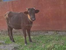 Телочка в продаже 