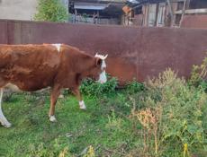 Телочка в продаже 