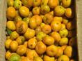 Продам мандарины 