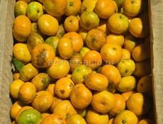 Продам мандарины 