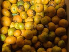 Продам мандарины 