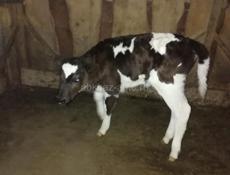 Продаю телят девочек