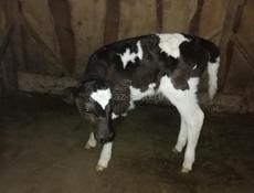 Продаю телят девочек