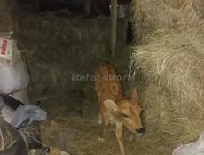 Продаю телят девочек