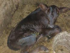 Продаю телят девочек