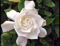 ГАРДЕНИЯ ЖАСМИНОВИДНАЯ МАХРОВАЯ