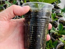 ГАРДЕНИЯ ЖАСМИНОВИДНАЯ МАХРОВАЯ